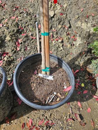 24" Olivos - $300 (san rafael)63471035324929124