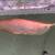16-17” Semi short body albino arowana 2 thumbnail