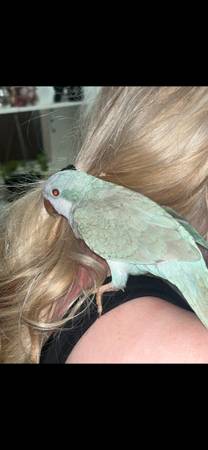 4months old bird cage 1