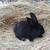 Bunnie's conejitos conejos rabbits 4 thumbnail