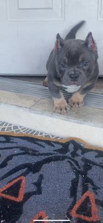 American bully puppies63860183653377121
