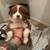 Australian shepherd puppies 3 thumbnail