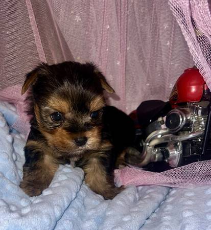 Adorable male yorkie 1