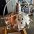 Hanging Ceiling Lamp Fixture 4 thumbnail