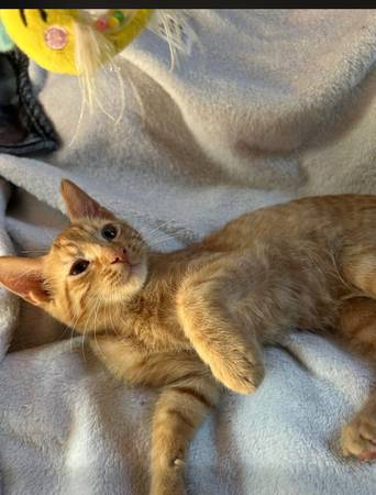 Foster Boy Kitten ! Ready for rehoming 1