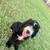 Sheepadoodle puppies 3 thumbnail