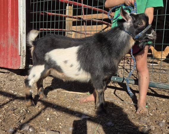 Nigerian dwarf buck 1