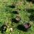 Plants 3 thumbnail