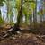 5+ Acres | Fulton County, AK | Under $300/mo 1 thumbnail