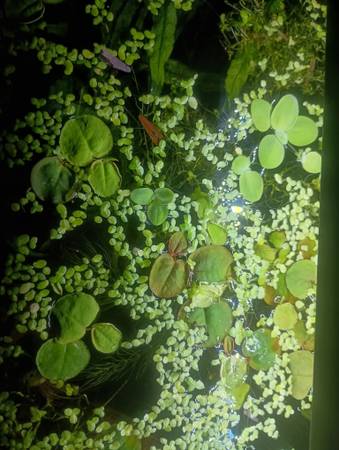 Floating plants, may contain hitchhikers 1