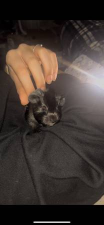 3 baby guinea pigs (Merrimack)63656332017027122