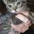 Couple kittens to rehome 3 thumbnail