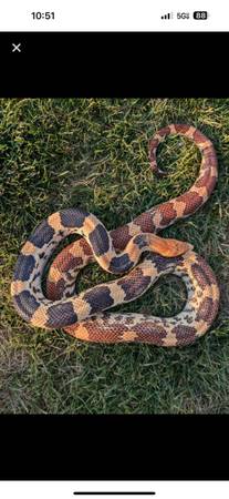 1.4 Breeding Colony Northern Mexican Pine Snakes (Saint Petersburg)63404974958723121