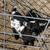 Pair Dwarf Goat kids 1 thumbnail