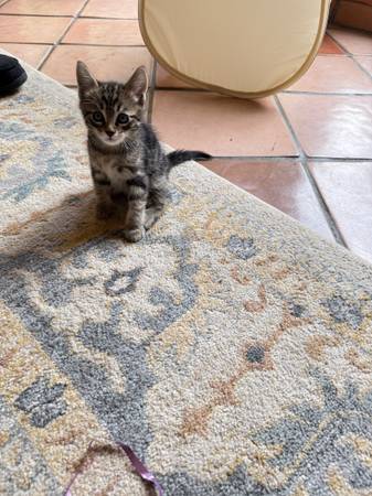 5 week old Male baby kittens (san jose downtown)63884383243267120