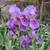 Purple Iris Plant 4 thumbnail