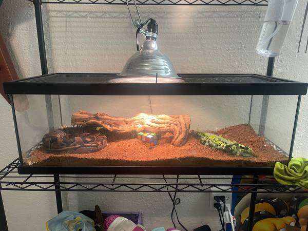 Awesome snake needs a good home (Sacramento)63679290458883120