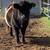 Miniature Scottish Belted Galloway Cattle, Cows, Bulls, 9 thumbnail