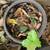 California Coast Oak Rooted Live Starter Plant 1 thumbnail