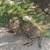 F5 Male Savannah Cat for rehoming - $1500, price negotiable 7 thumbnail
