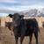 Registered Murray Grey Heifers 4 thumbnail