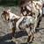 Boer bucks 1 thumbnail