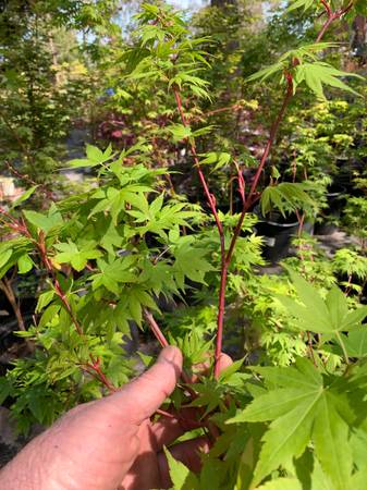 Coral Bark Japanese Maple - Sango Kaku 1