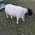 Gallinas y pollitas ,chivos y borregos. 22 thumbnail
