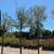 Olive Tree 14 thumbnail