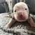 Olde English bulldog puppy 2 thumbnail