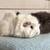 Pair of Bonded Female Guinea Pigs 4 thumbnail