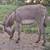 Mini Jenny foal donkey 4 thumbnail