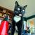Lost tuxedo cat 3 thumbnail
