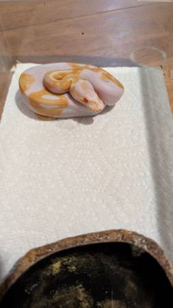 Hatchling Albino Pieds (YONKERS)63887462926339122