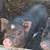 Mini pig 1 thumbnail