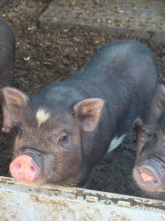 Mini pig 1