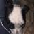 Lost dog 7 thumbnail