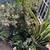 Jade succulent plant all size 1 thumbnail