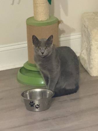 Kittens to a new home- Bella and Rain64146955766657121