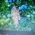Save your Trees, Shrubs, Bushes and Flowers 4 thumbnail