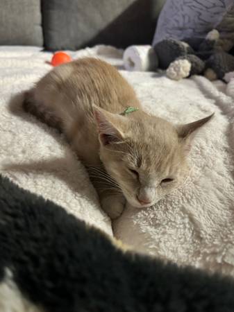 Rehoming 2 month old Kitten64025057593985120