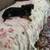 All 4 dogs went to good homes  thank you 5 thumbnail
