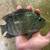 Live fish 10 thumbnail