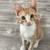 🐾 Sweet 3-Month-Old Kitten Looking for a Loving Home 🐾 1 thumbnail