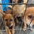 Chihuahuas puppies 1 thumbnail