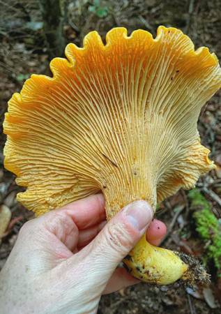 Mushroom Foraging Classes (Dec, Jan, Feb) Sonoma Coast 1