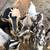 Rehoming alot of goats 4 thumbnail