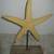 Starfish 2 thumbnail