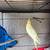 Cockatiel 2 thumbnail