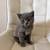kittens 6 thumbnail
